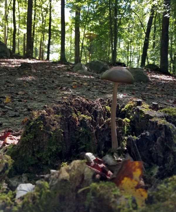 Disc Golf in Roxboro - Tonn's Travels