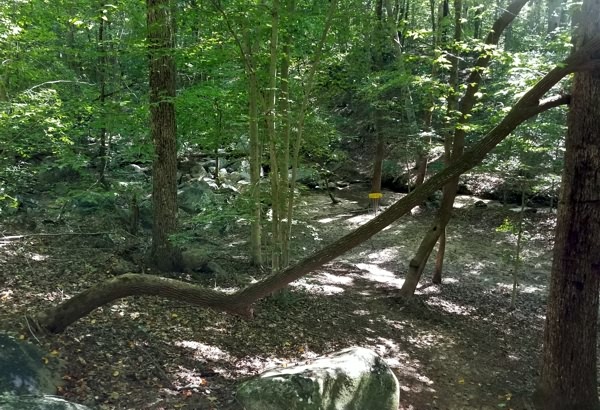 Disc Golf in Roxboro - Tonn's Travels